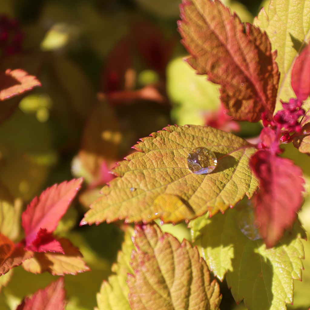 Spirée Goldflame - Spiraea japonica 'Goldflame'