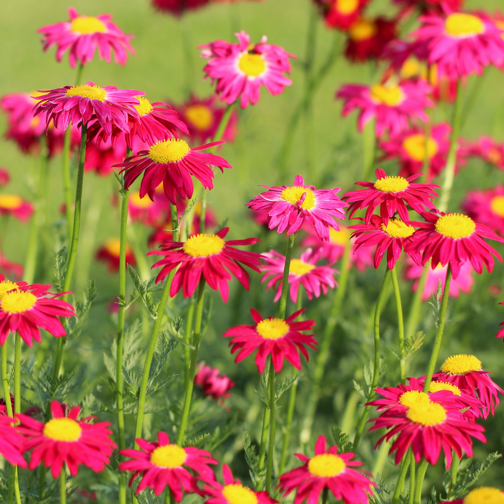 Pyrèthre rose  - Tanacetum Coccineum Roseus