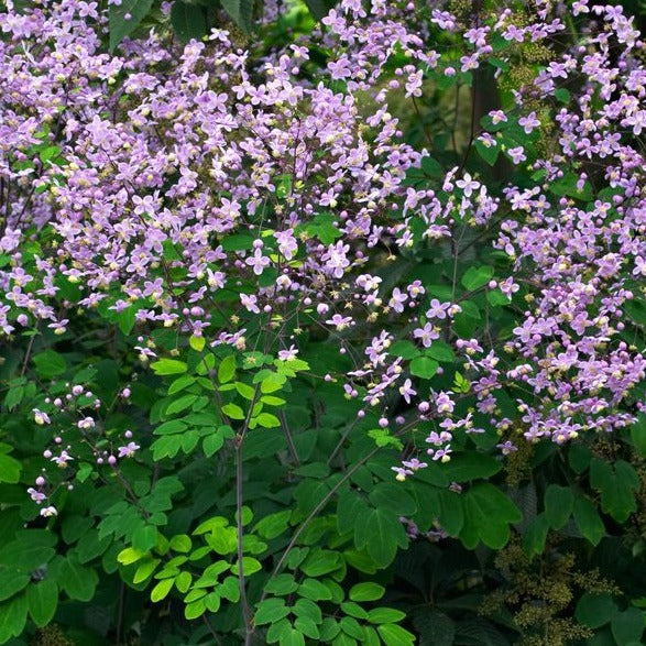 Thalictrum rochebrunianum