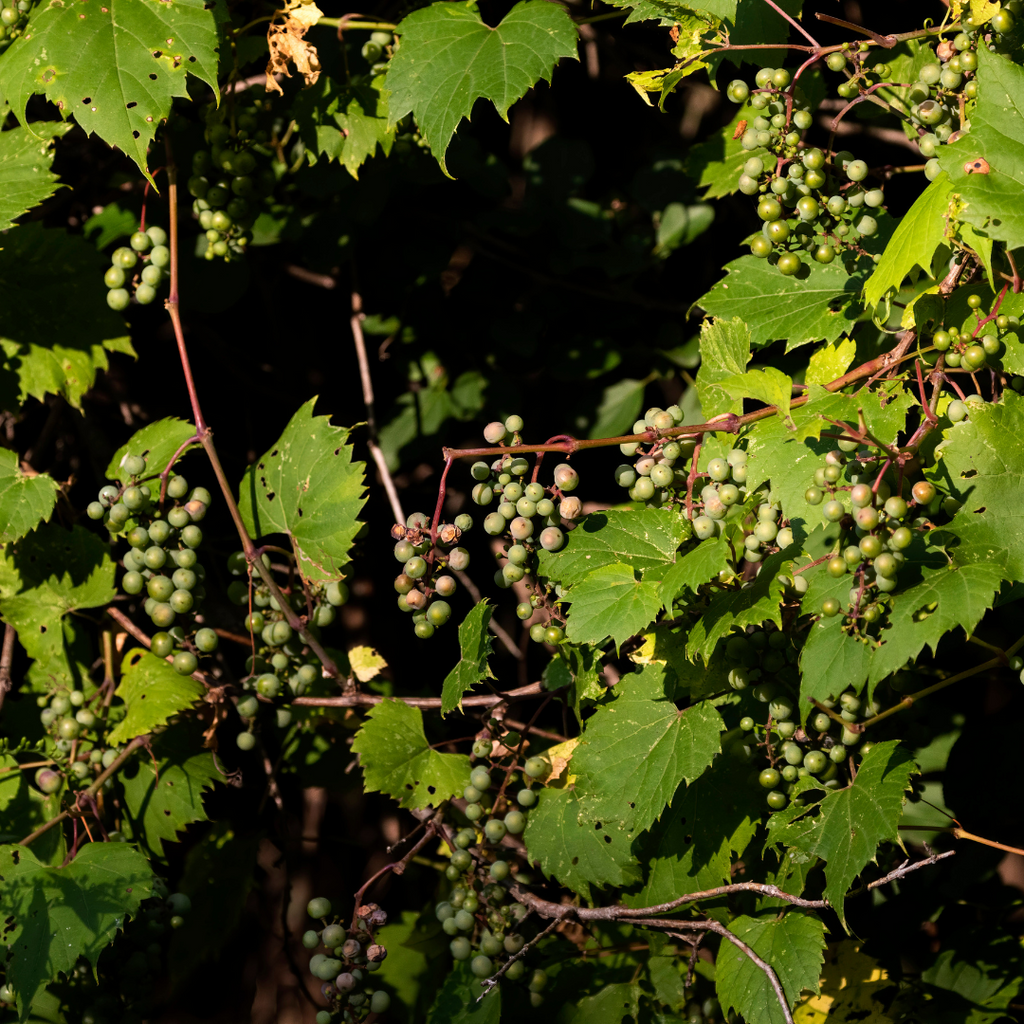 Vigne de rivage - Vitis riparia