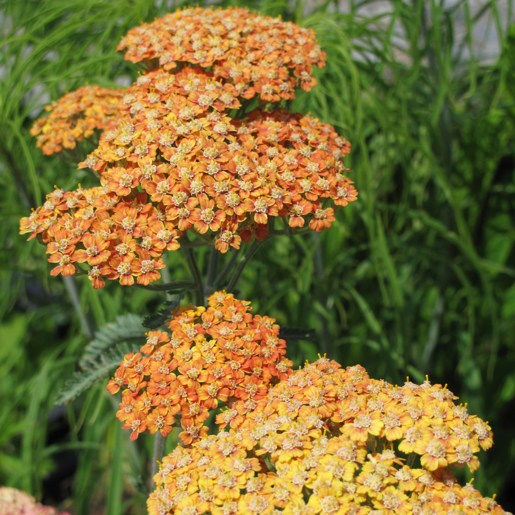 Herbe dinde Terracotta - Achillea millefolium 'Terracotta'