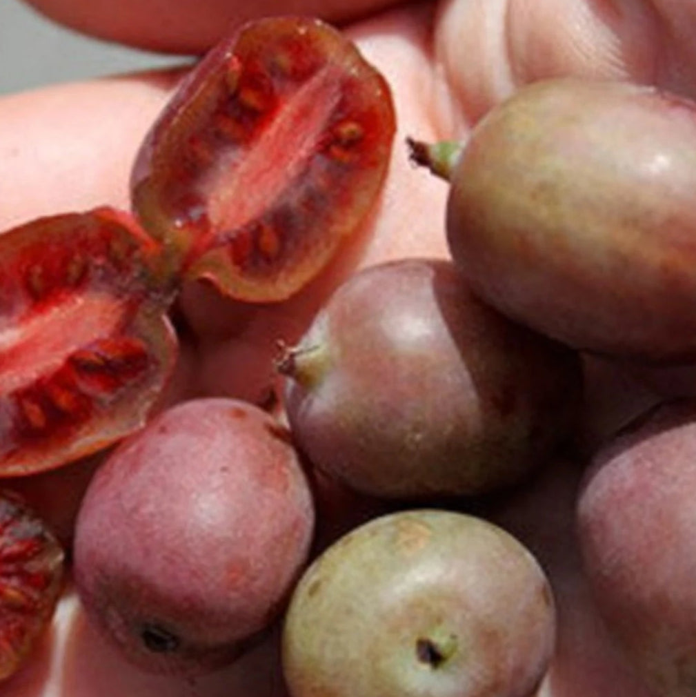 Kiwi 'Ken's Red' - Actinidia arguta 'Ken's Red'