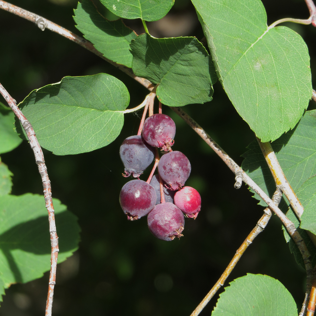 Amélanchier Martin - Amelanchier alnifolia 'Martin'