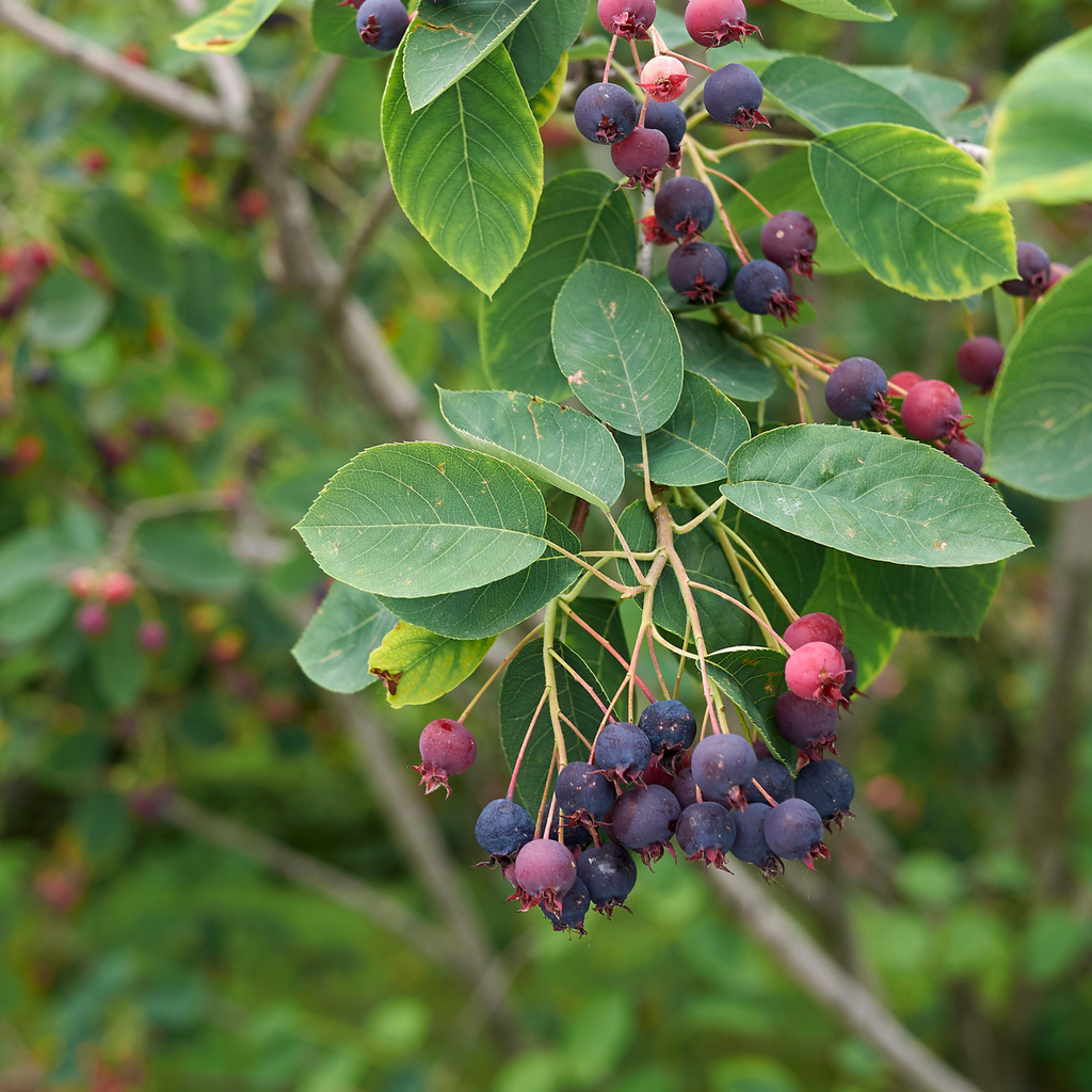 Amélanchier Northline - Amelanchier alnifolia 'Northline'