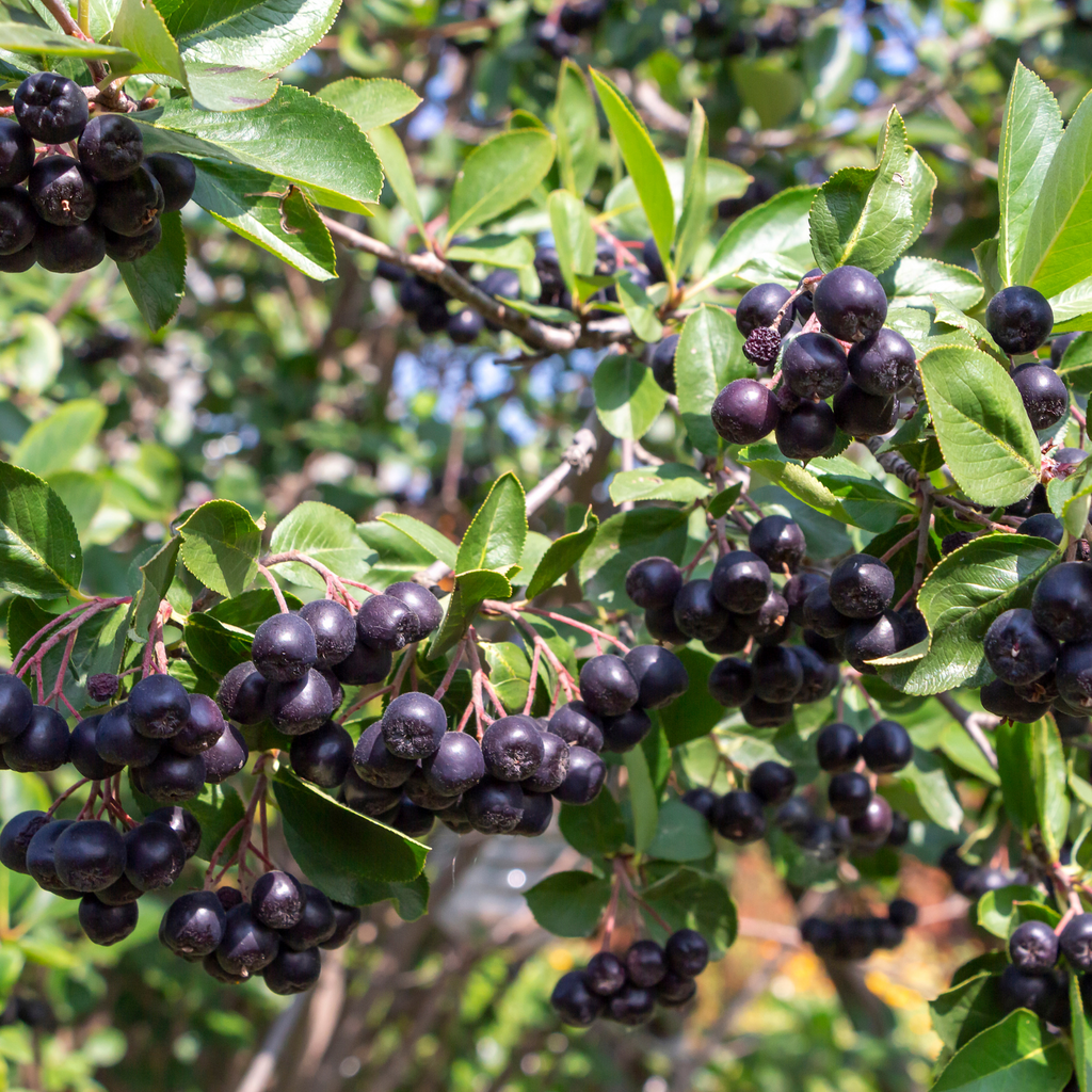 Aronie Viking - Aronia prunifolia 'Viking'