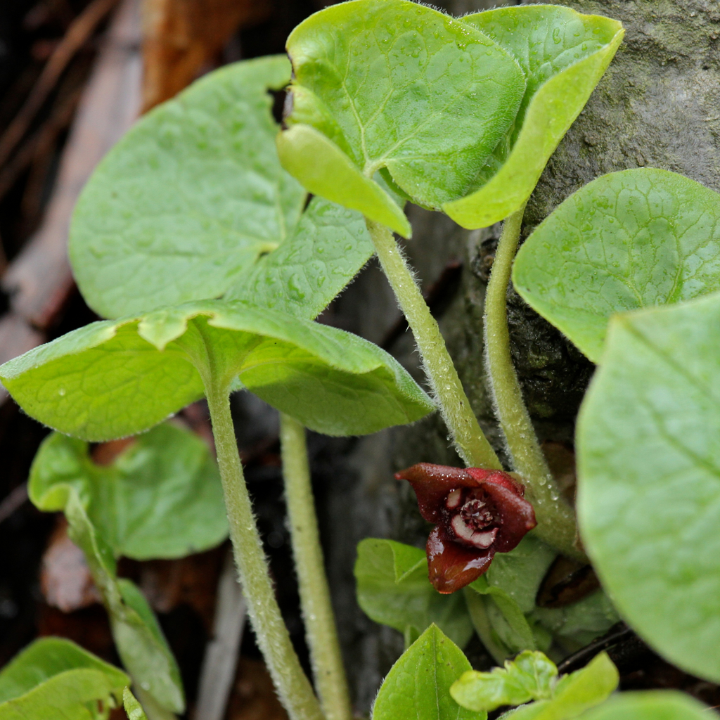 Gingembre sauvage - Asarum canadense