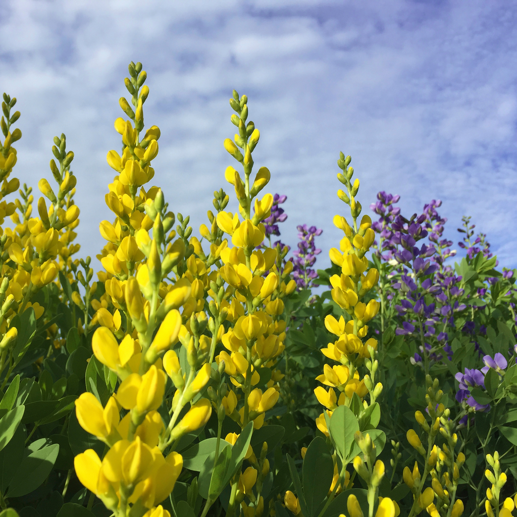 Lupin jaune - Baptisia 'American Goldfinch'