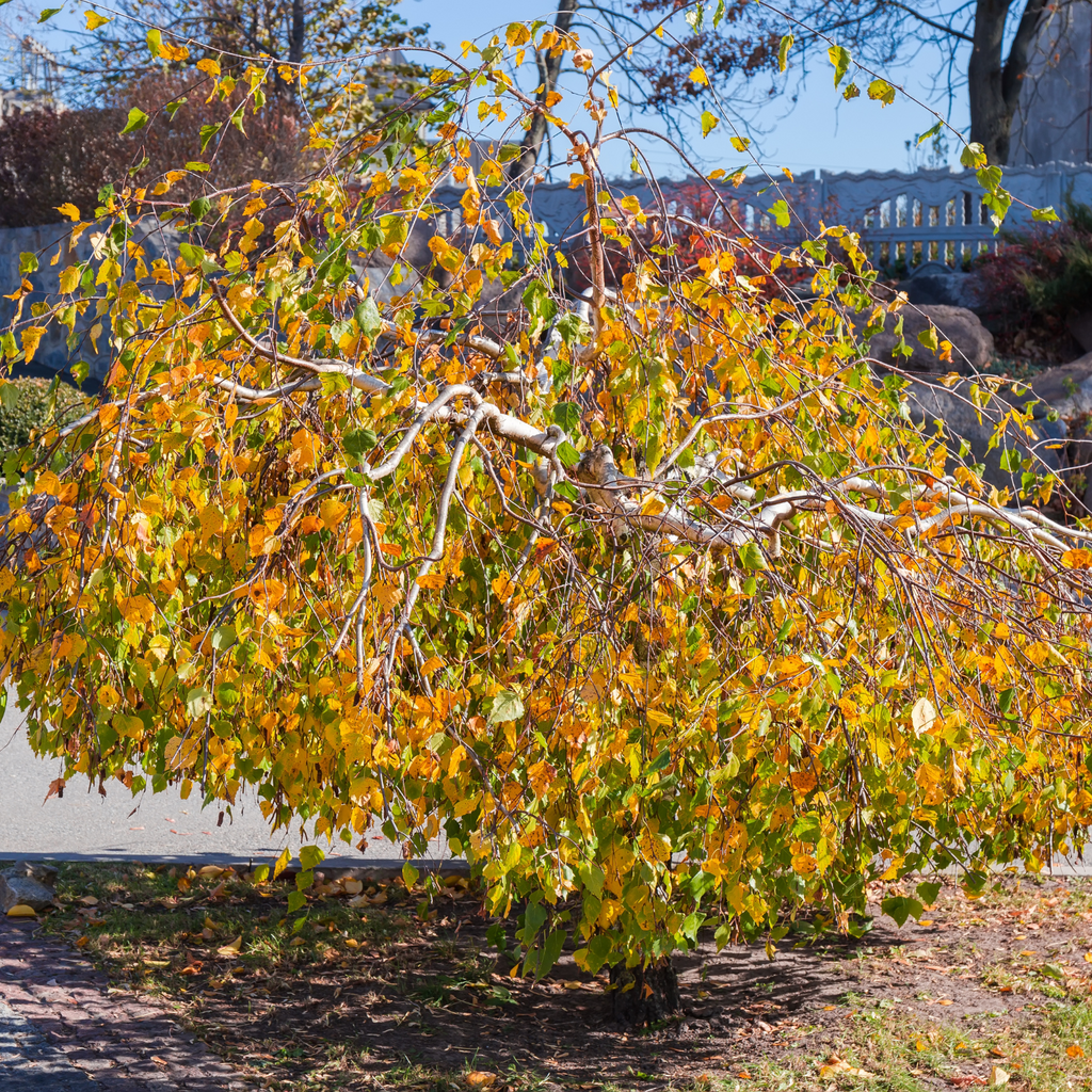 Bouleau pleureur de Young - Betula pendula 'Youngii'