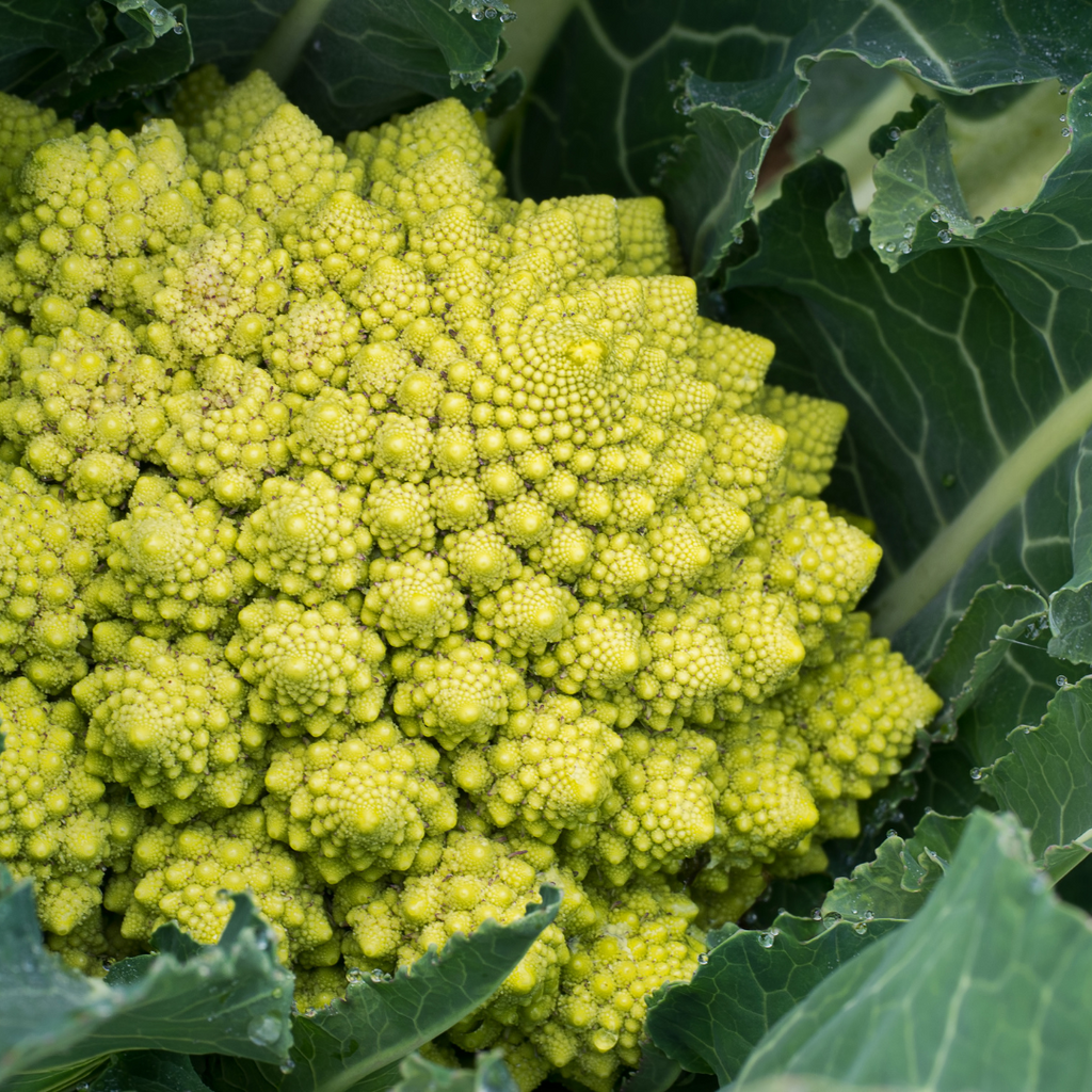 Chou-fleur Romanesco (Plant BIO)