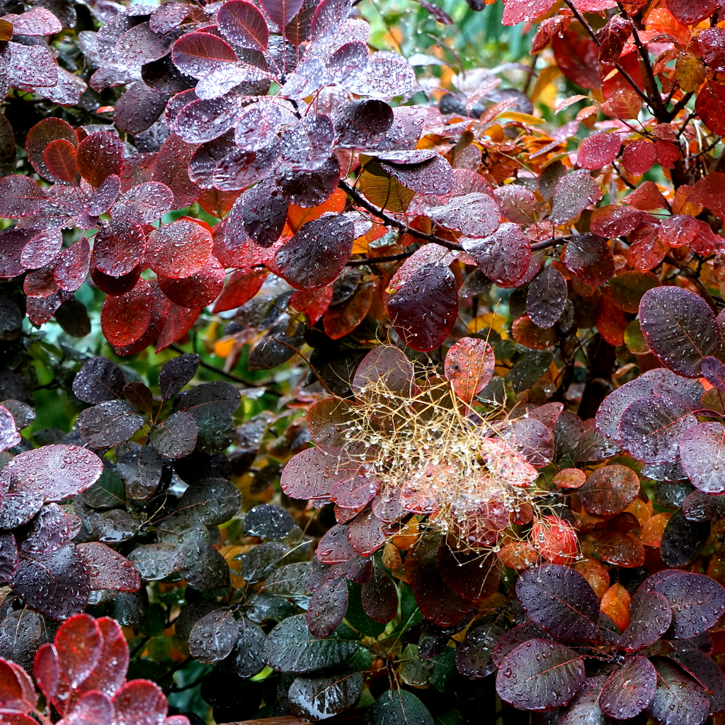 Arbre à perruque pourpre - Cotinus coggygria 'Royal Purple'