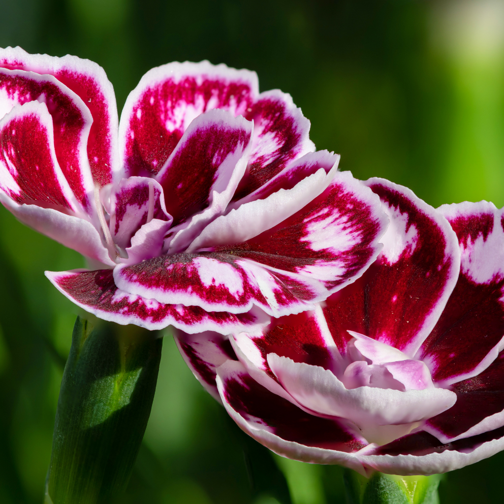 Oeillet Raspberry Swirl - Dianthus dessert 'Raspberry Swirl'