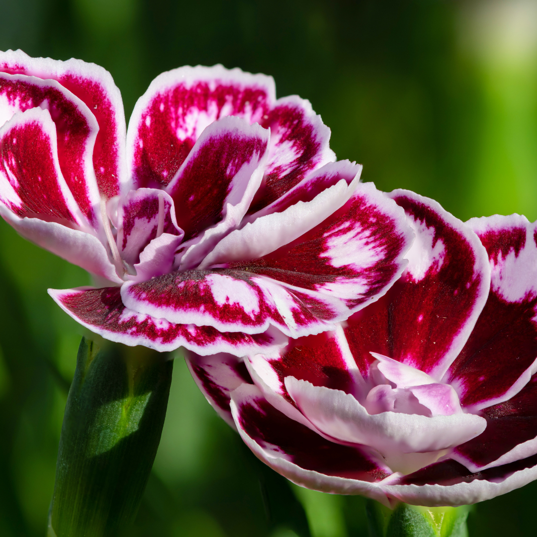 Dianthus Dessert Raspberry Swirl