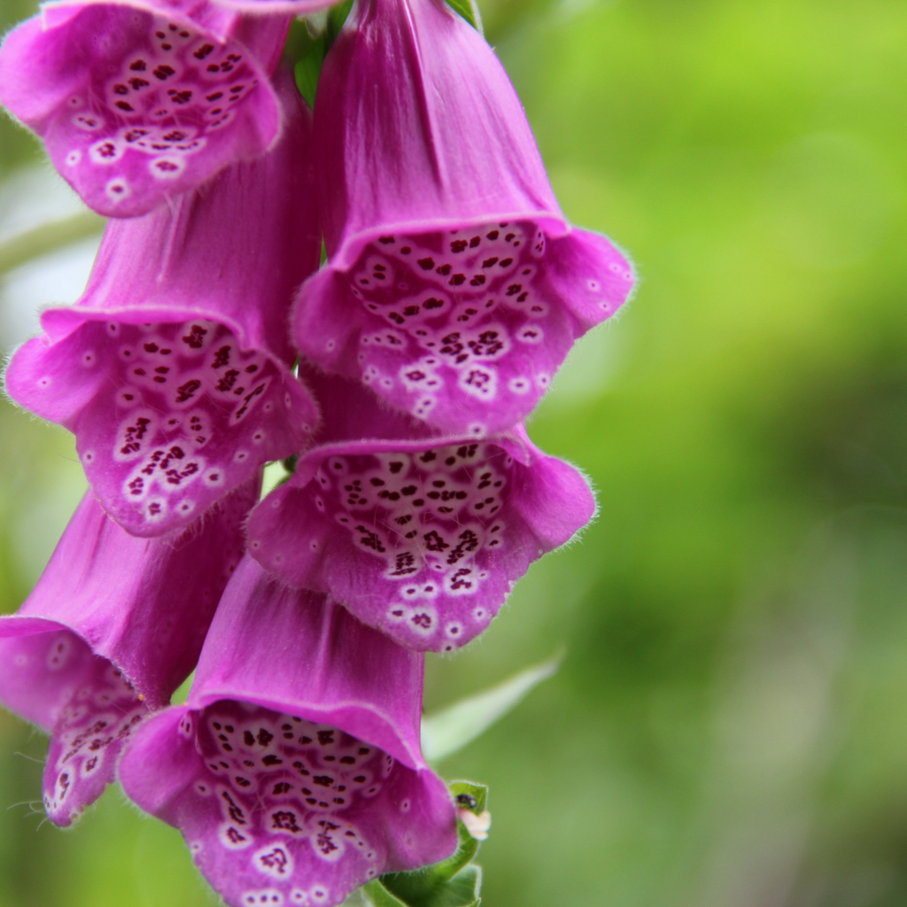 Digitalis ¸Dalmatian Purple