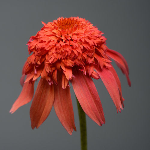 Échinacée Double Scoop Mandarin - Echinacea 'Double Scoop Mandarin'