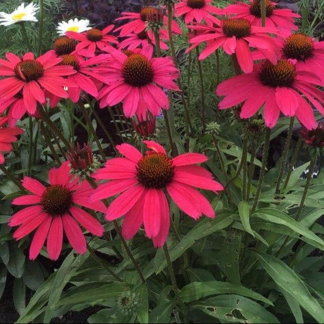 echinacea