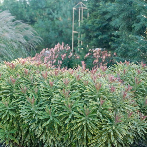 Euphorbe Ascot Rainbow - Euphorbia martinii 'Ascot Rainbow'