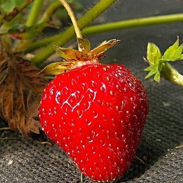 Fragaria 'Seascape'