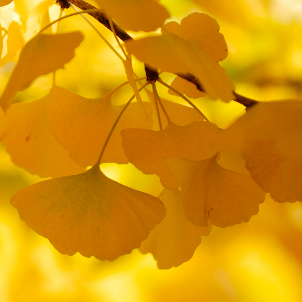 Arbre aux quarante écus - Ginkgo biloba