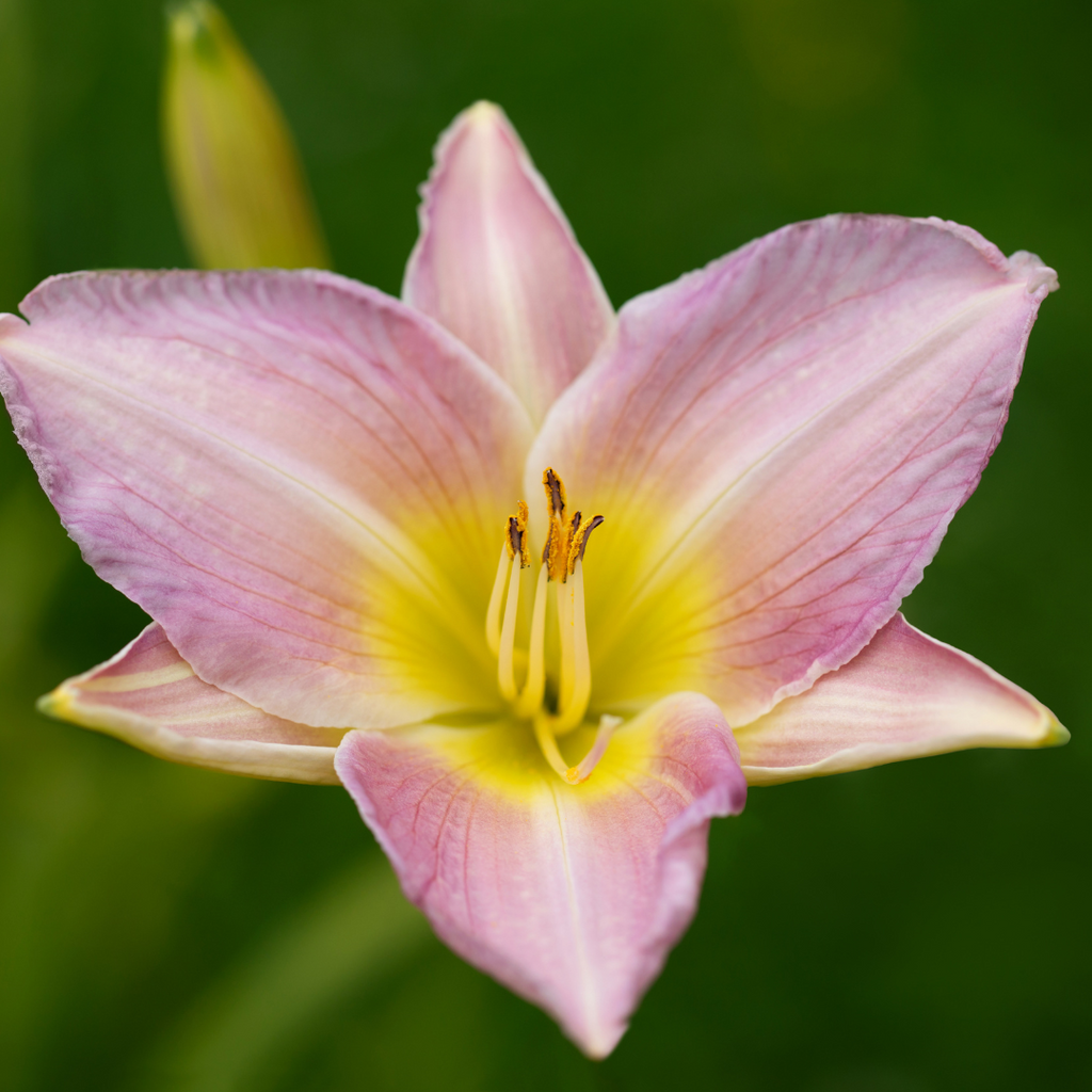 Hémérocalle Catherine Woodbury - Hemerocallis 'Catherine Woodbury'