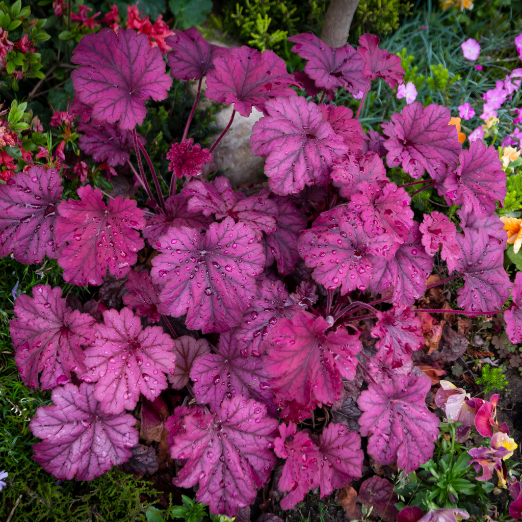 heuchera-grande-amethyst