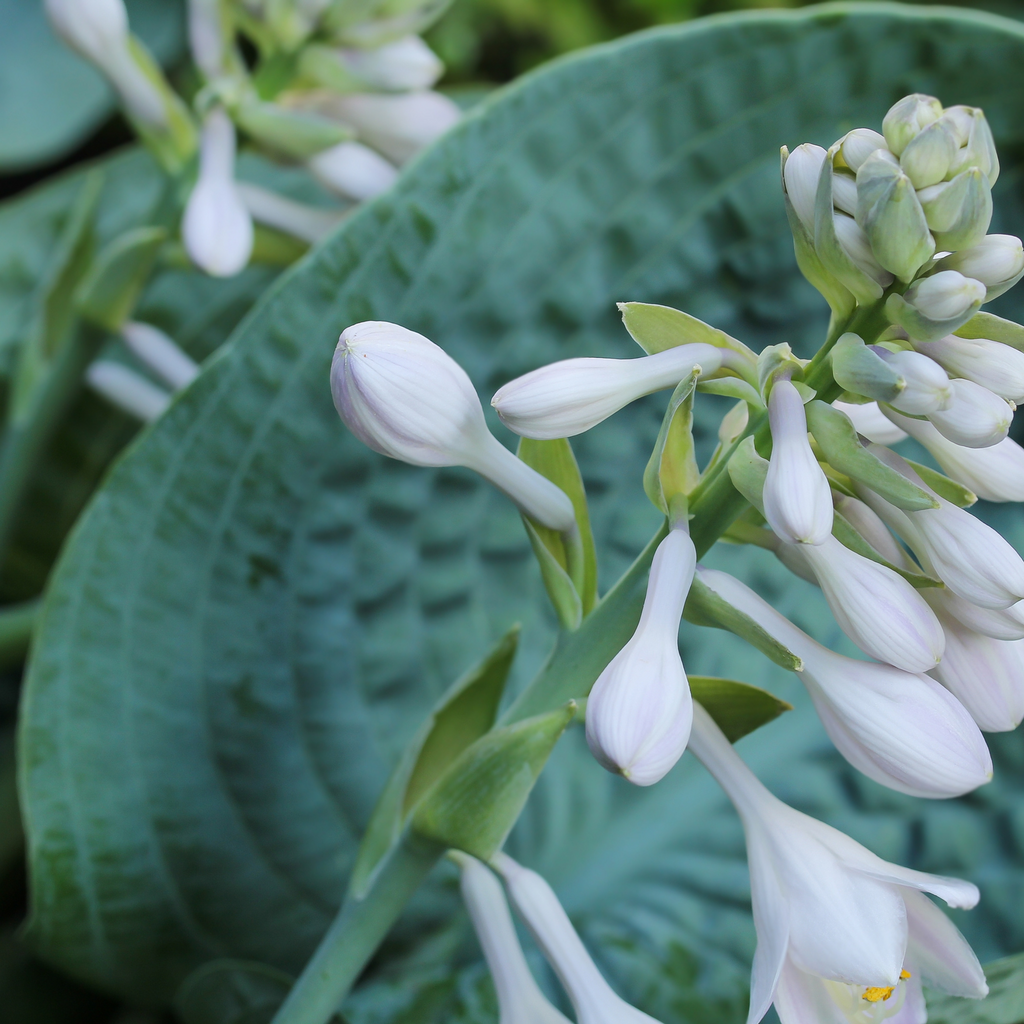 Hosta Big Mama - Hosta 'Big Mama'
