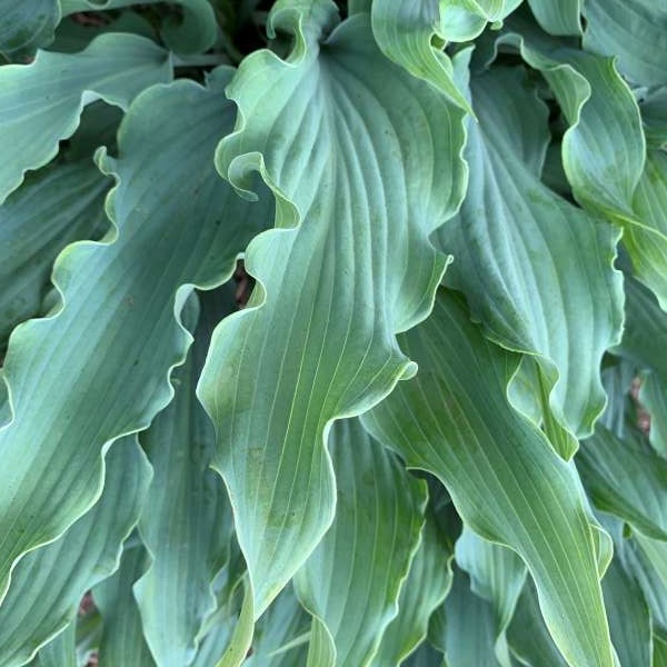 Hosta Wild Imagination - Hosta 'Wild Imagination' – Enracinés