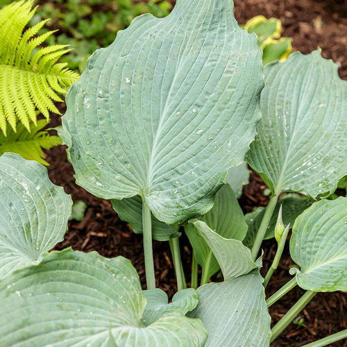 Hosta Diamond Lake - Hosta 'Diamond Lake'