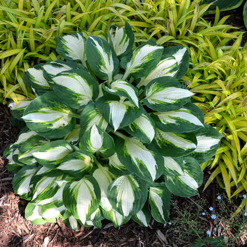 Hosta Vulcan - Hosta 'Vulcan'