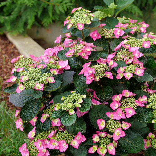 Hortensia serrata Tuff Stuff Top Fun - Hydrangea serrata 'Tuff Stuff Top Fun'