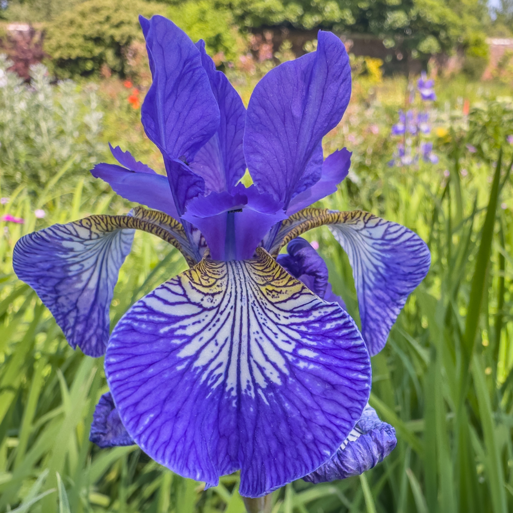 Iris sibirica Gatineau