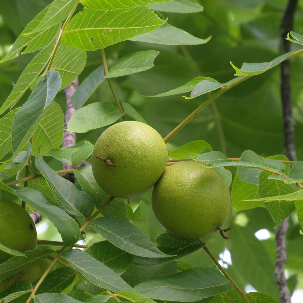 Noyer noir - Juglans nigra