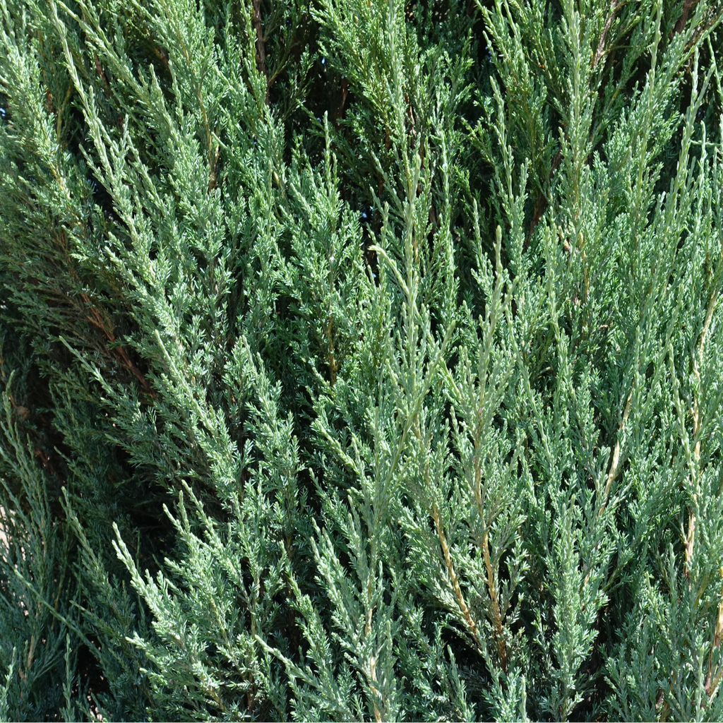 juniperus blue