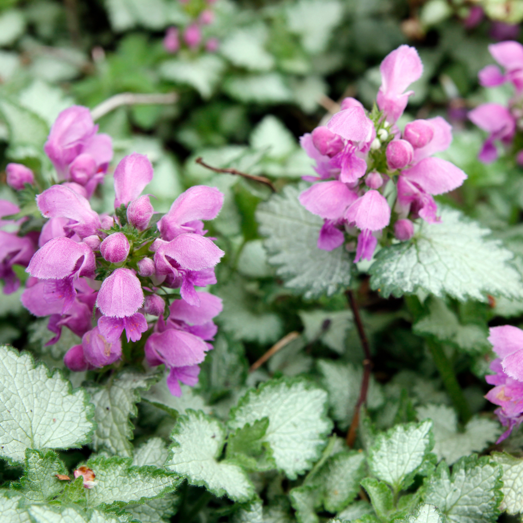 lamium