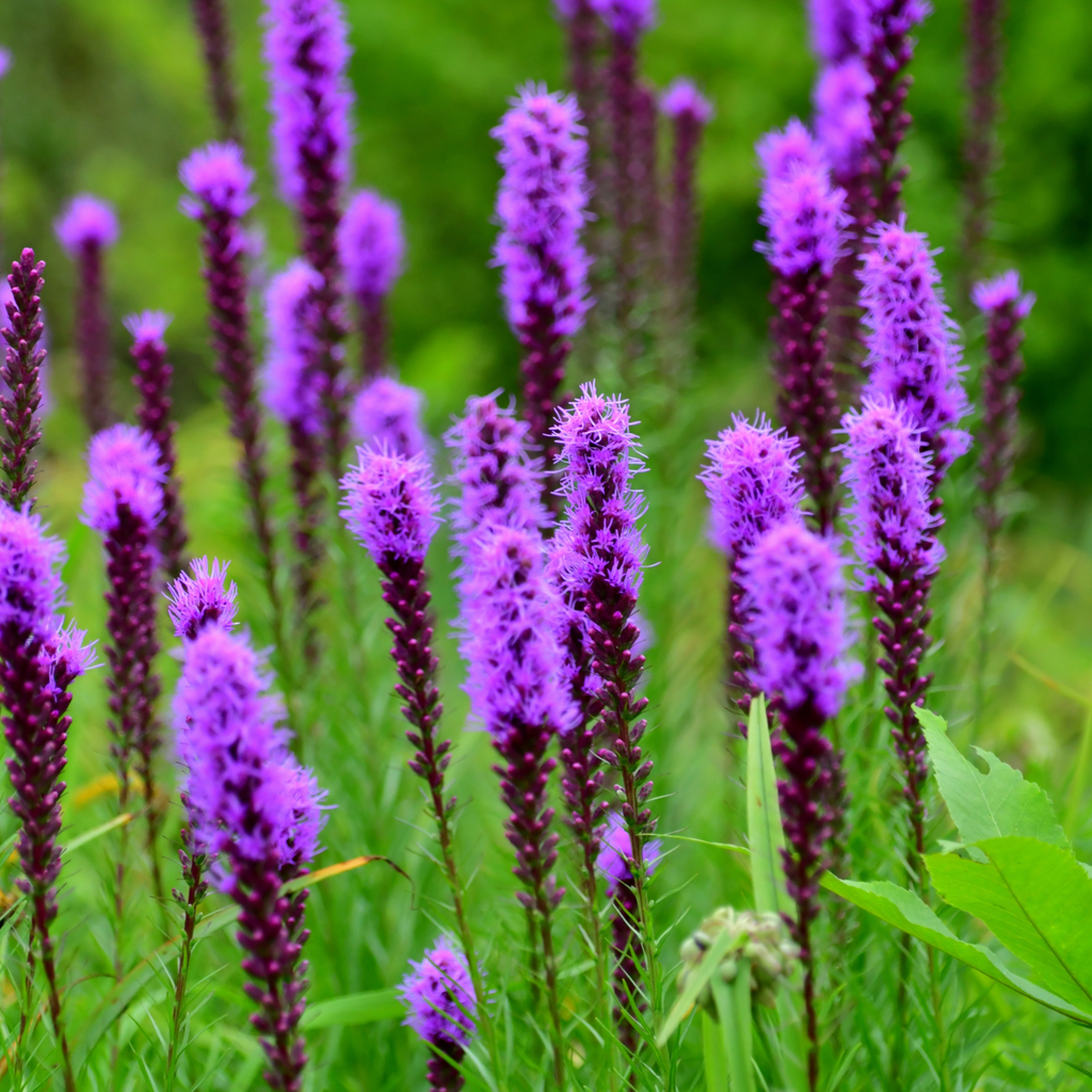 Liatride Floristan Violet - Liatris spicata 'Floristan Violet'