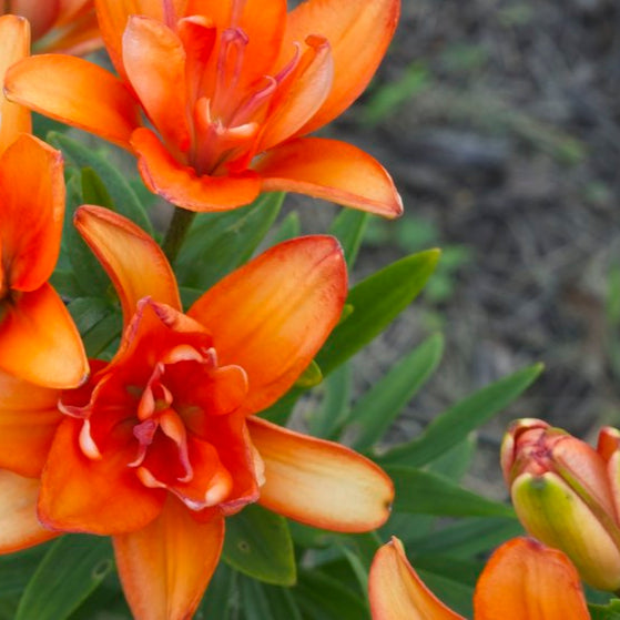 tiny double you asiatic lily Lis asiatique Tiny Double You