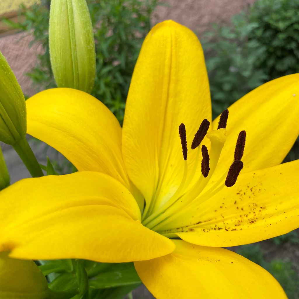 Lis asiatique Yellow Pixie - Lilium 'Yellow Pixie'