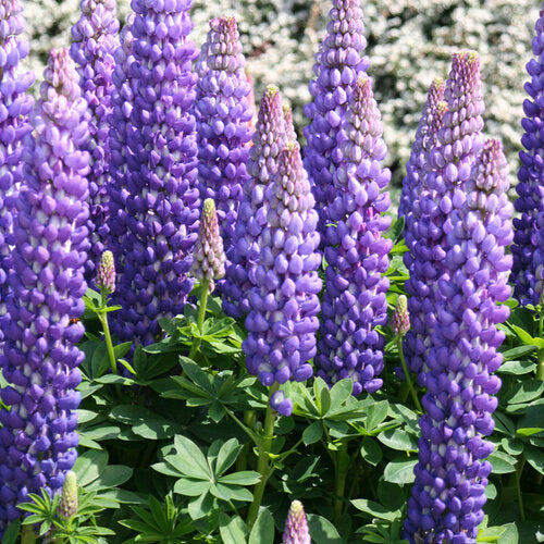 Lupin Persian Slipper - Lupinus 'Persian Slipper'