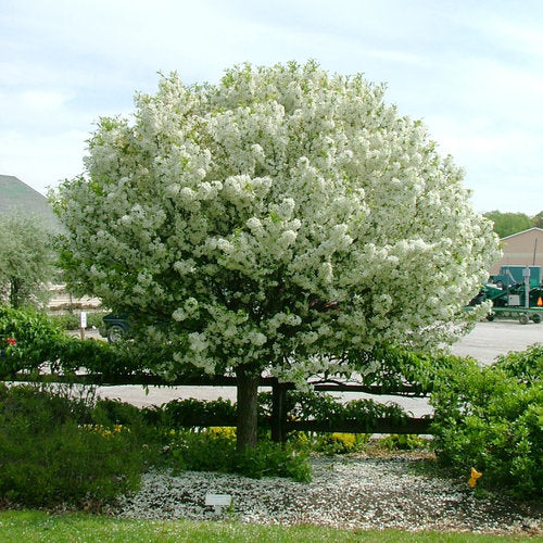 Pommetier Lollipop sur tige - Malus 'Lollipop'