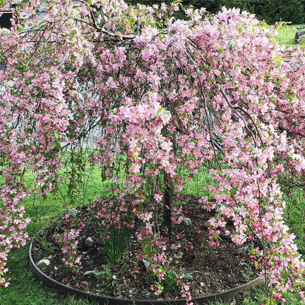 Pommetier Louisa sur tige - Malus 'Louisa'