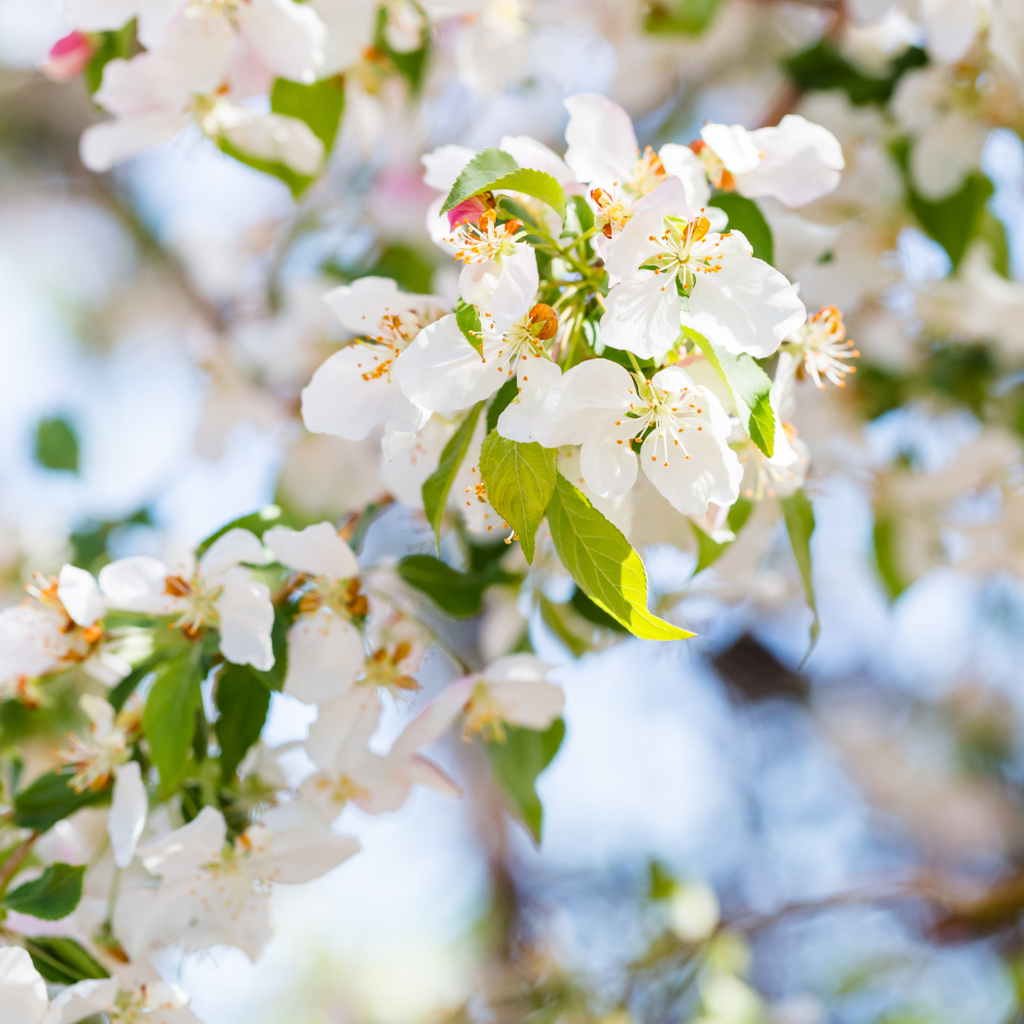 Pommetier Donald Wyman - Malus 'Donald Wyman'