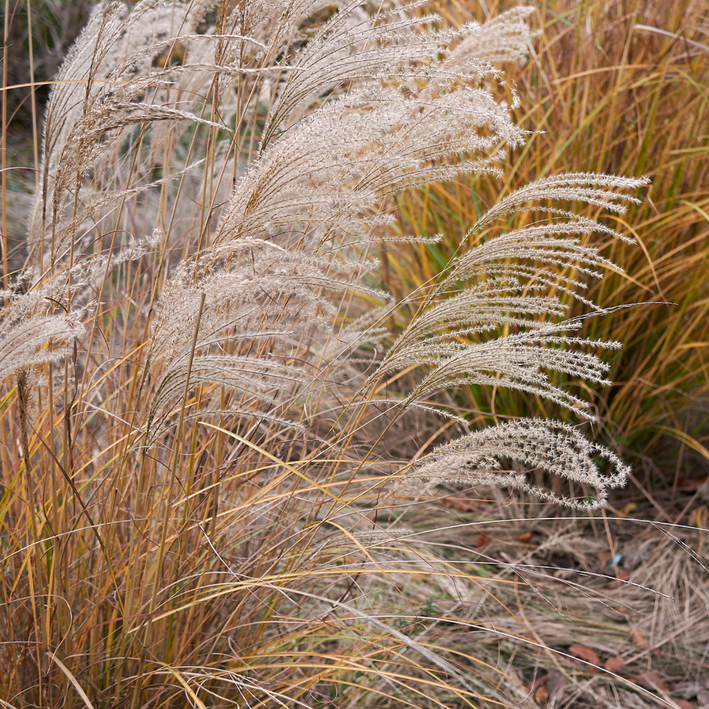 Eulalie Silberfeder - Miscanthus sinensis 'Silberfeder'