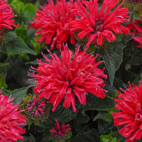 Monarde Pardon My Cerise - Monarda didyma 'Pardon My Cerise'