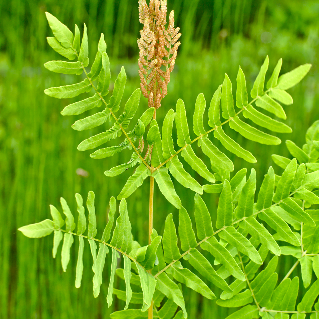 Osmonde Royale - Osmunda regalis