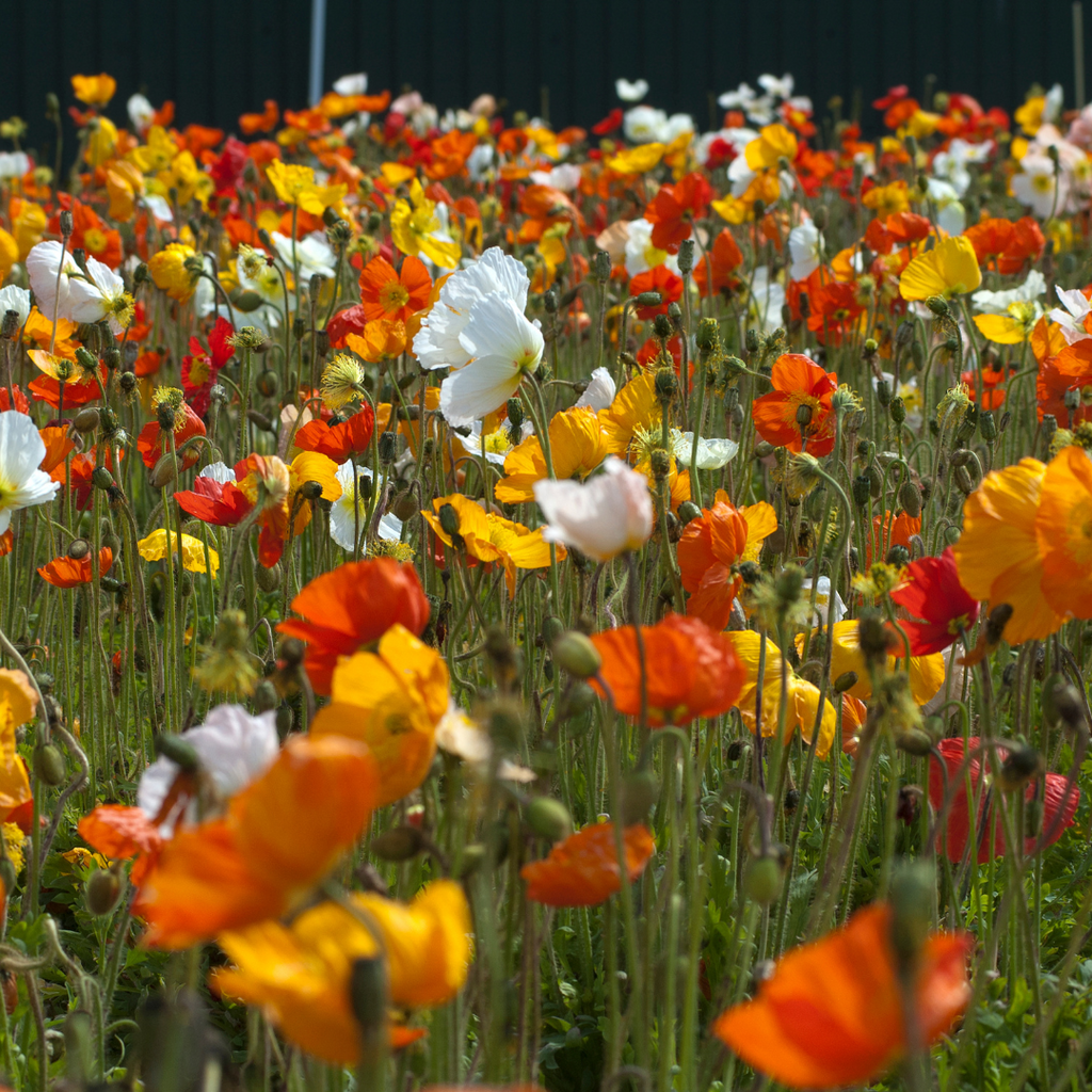 Spring Fever Poppy Pavot Spring Fever - Papaver nudicaule 'Spring Fever' – Enracinés