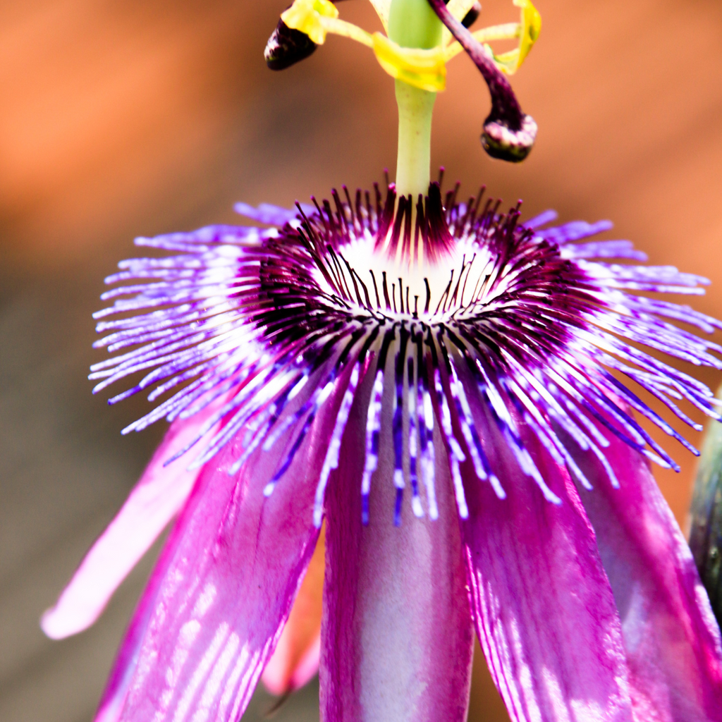 Passiflore - Passiflora