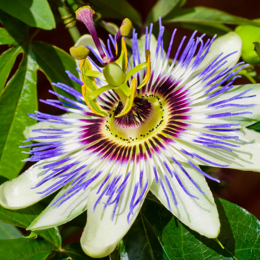 Passiflore - Passiflora – Enracinés