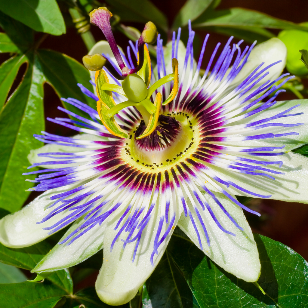 Passiflore - Passiflora