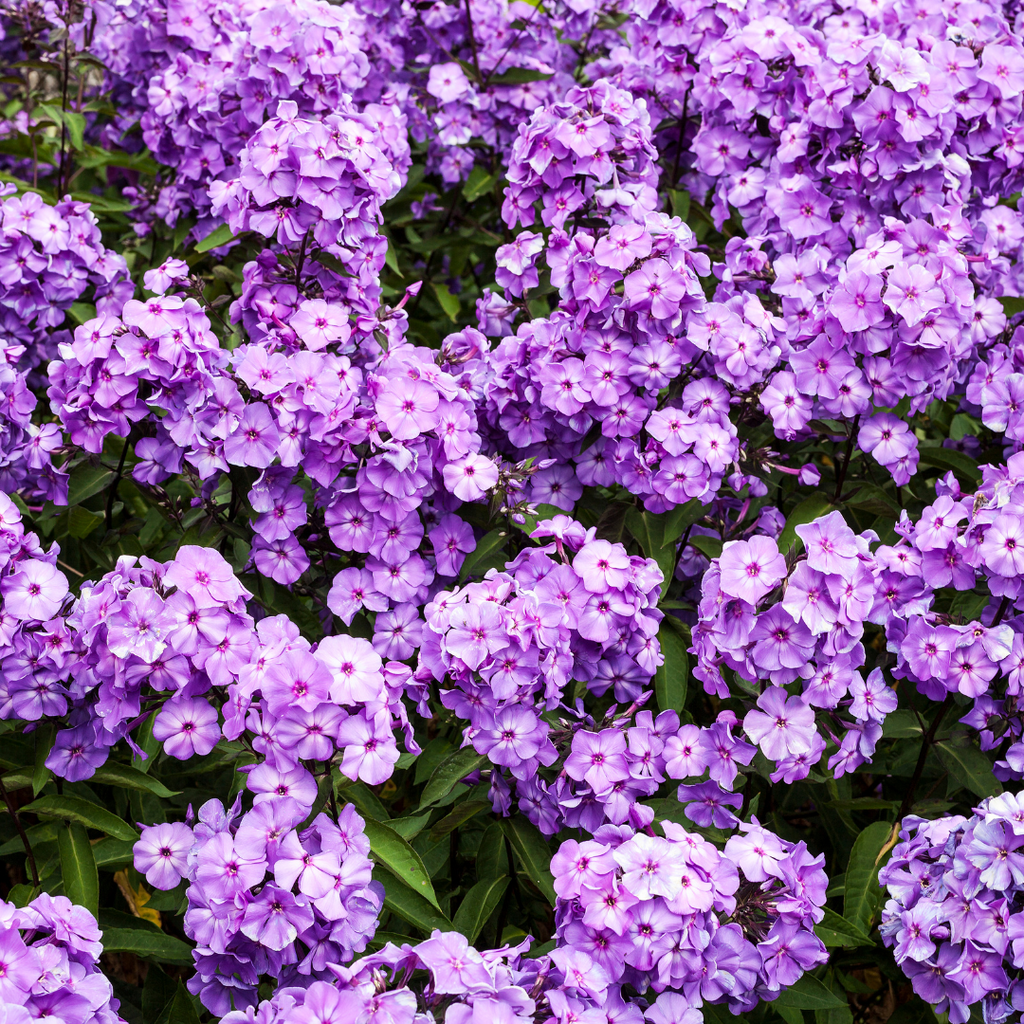 Phlox paniculata