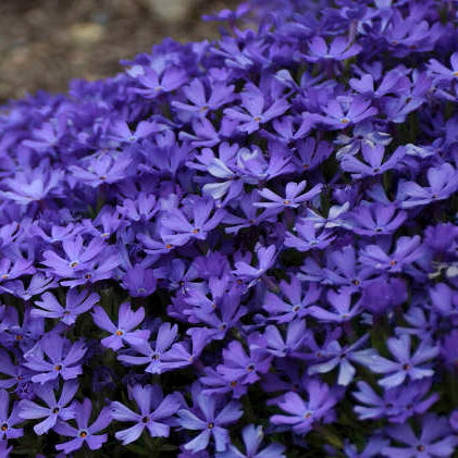 phlox-subulata-violet