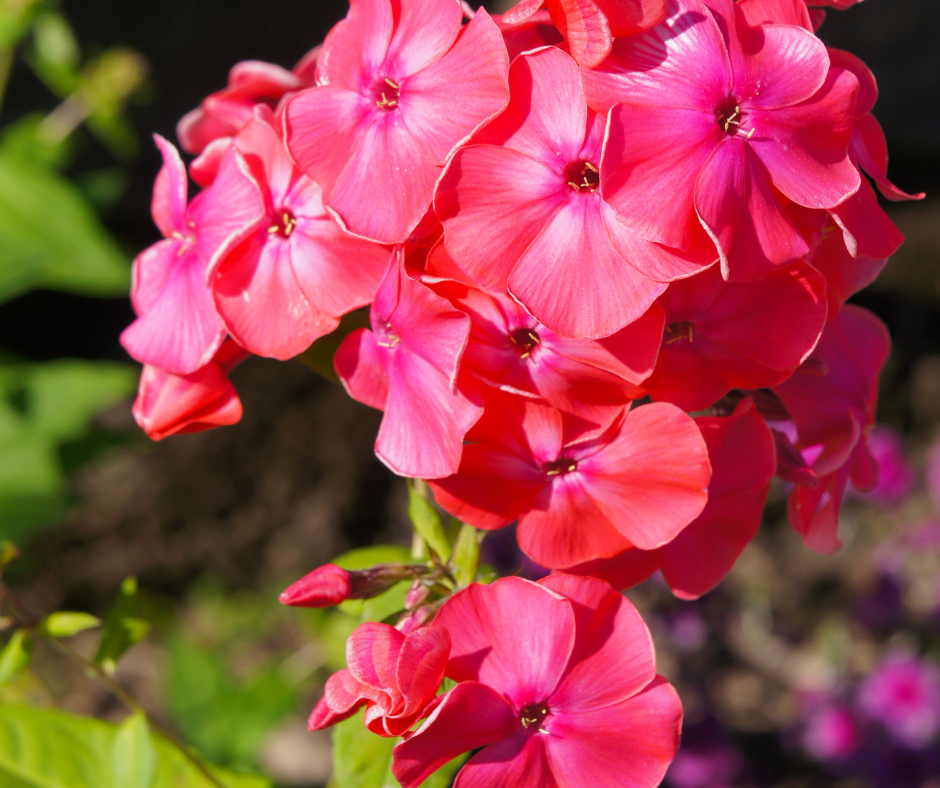 Phlox Coral Flame - Phlox paniculata 'Coral Flame' – Enracinés